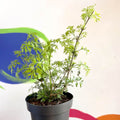 Elderberry - Sambuca nigra 'Golden Tower' - Deciduous Shrub - Sprouts of Bristol