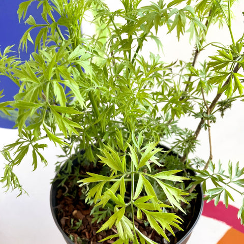 Elderberry - Sambuca nigra 'Golden Tower' - Deciduous Shrub - Sprouts of Bristol