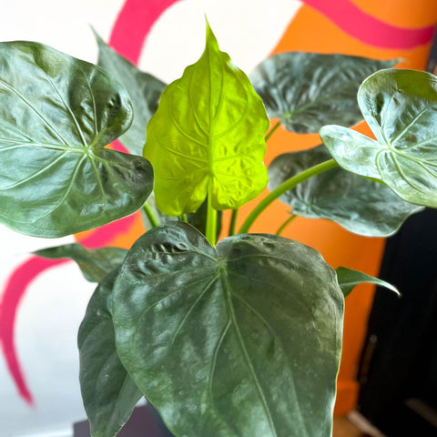 Elephant Ear - Alocasia cucullata - Sprouts of Bristol