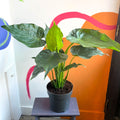 Elephant Ear - Alocasia cucullata - Sprouts of Bristol