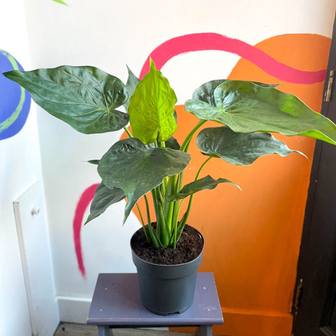 Elephant Ear - Alocasia cucullata - Sprouts of Bristol