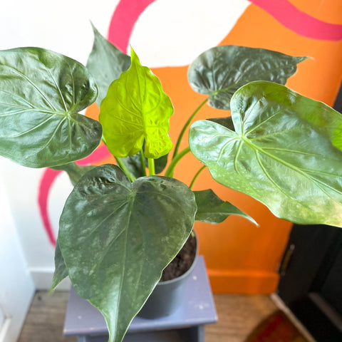 Elephant Ear - Alocasia cucullata - Sprouts of Bristol
