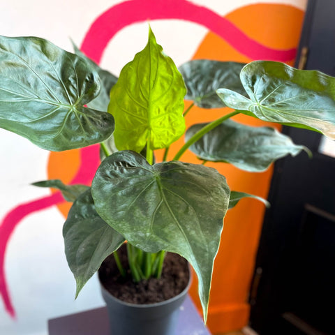 Elephant Ear - Alocasia cucullata - Sprouts of Bristol
