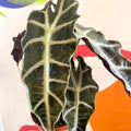 Elephant Ear - Alocasia x Amazonica 'Polly' - Sprouts of Bristol
