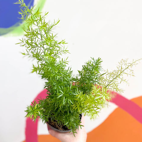 Emerald Fern - Asparagus densiflorus ‘Cwebe’ - Sprouts of Bristol