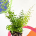 Emerald Fern - Asparagus densiflorus ‘Cwebe’ - Sprouts of Bristol