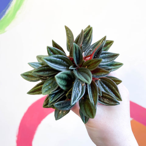Emerald Ripple Pepper - Peperomia caperata 'Rosso' - Sprouts of Bristol