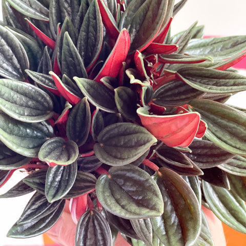 Emerald Ripple Pepper - Peperomia caperata 'Rosso' - Sprouts of Bristol