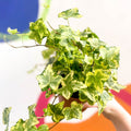 English Ivy - Hedera helix 'Gold Kolibri' - Sprouts of Bristol