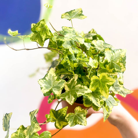 English Ivy - Hedera helix 'Gold Kolibri' - Sprouts of Bristol