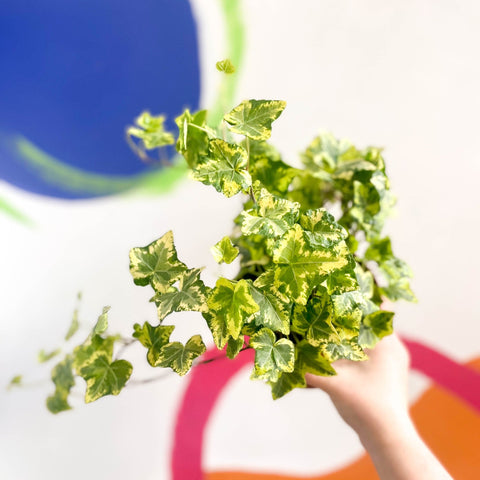 English Ivy - Hedera helix 'Gold Kolibri' - Sprouts of Bristol