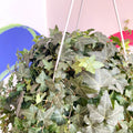 English Ivy - Hedera helix 'Pittsburgh' - Sprouts of Bristol