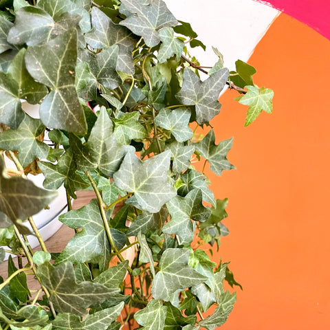 English Ivy - Hedera helix 'Pittsburgh' - Sprouts of Bristol