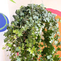 English Ivy - Hedera helix 'Pittsburgh' - Sprouts of Bristol