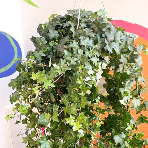 English Ivy - Hedera helix 'Pittsburgh' - Sprouts of Bristol