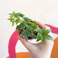 English Ivy - Hedera helix - Welsh Grown - Sprouts of Bristol