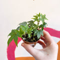 English Ivy - Hedera helix - Welsh Grown - Sprouts of Bristol