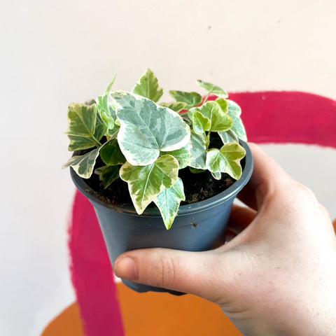 English Ivy - Hedera helix 'White Wonder' - Sprouts of Bristol