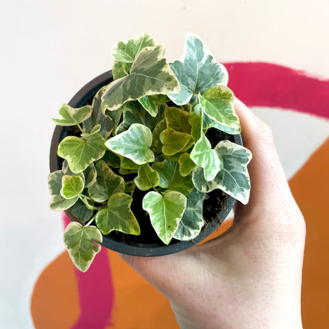 English Ivy - Hedera helix 'White Wonder' - Sprouts of Bristol