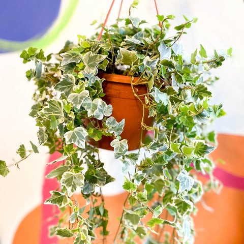 English Ivy - Hedera helix 'White Wonder' - Sprouts of Bristol