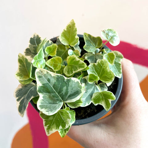 English Ivy - Hedera helix 'White Wonder' - Sprouts of Bristol