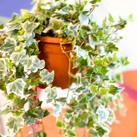English Ivy - Hedera helix 'White Wonder' - Sprouts of Bristol