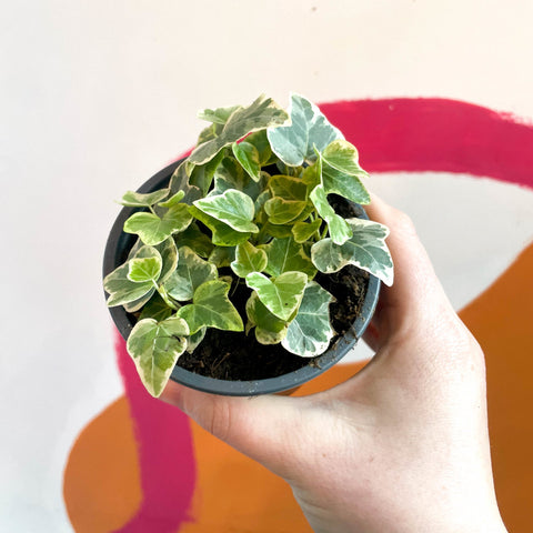 English Ivy - Hedera helix 'White Wonder' - Sprouts of Bristol