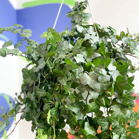 English Ivy - Hedera helix 'Wonder' - Sprouts of Bristol