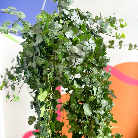 English Ivy - Hedera helix 'Wonder' - Sprouts of Bristol