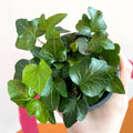 English Ivy - Hedera helix 'Wonder' - Sprouts of Bristol