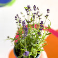 English Lavender - Lavandula angustifolia 'Blue Scent' - Sprouts of Bristol