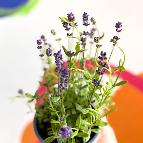 English Lavender - Lavandula angustifolia 'Blue Scent' - Sprouts of Bristol