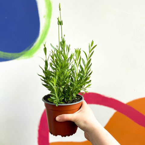 English Lavender - Lavandula angustifolia 'Blue Spear' - British Grown - Sprouts of Bristol