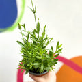 English Lavender - Lavandula angustifolia 'Blue Spear' - British Grown - Sprouts of Bristol