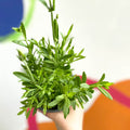 English Lavender - Lavandula angustifolia 'Blue Spear' - British Grown - Sprouts of Bristol