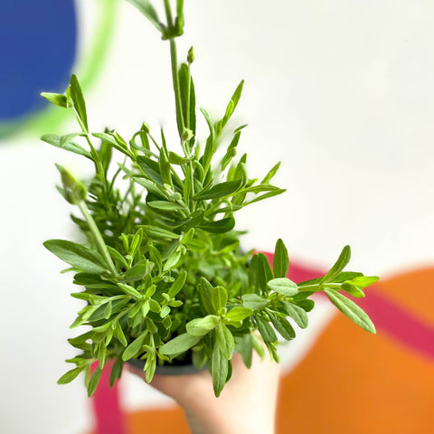English Lavender - Lavandula angustifolia 'Blue Spear' - British Grown - Sprouts of Bristol