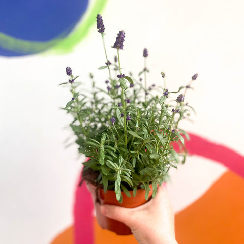 English Lavender - Lavandula angustifolia 'Hidcote' - Sprouts of Bristol