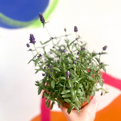 English Lavender - Lavandula angustifolia 'Hidcote' - Sprouts of Bristol