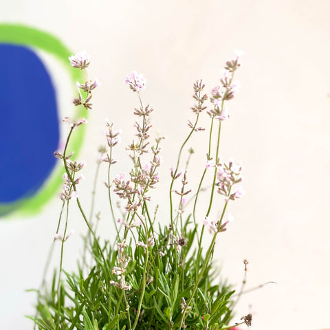 English Lavender - Lavandula angustifolia 'Rosea' - Cotswold Grown Perennial - Sprouts of Bristol