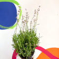 English Lavender - Lavandula angustifolia 'Rosea' - Cotswold Grown Perennial - Sprouts of Bristol