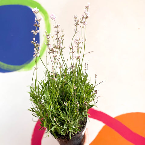 English Lavender - Lavandula angustifolia 'Rosea' - Cotswold Grown Perennial - Sprouts of Bristol