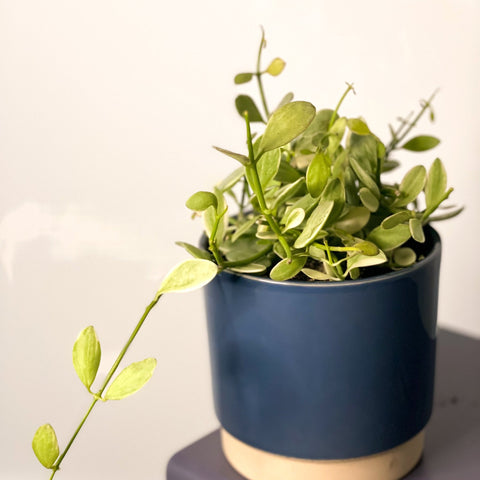 Eno Pot Blue - 10cm - Sprouts of Bristol