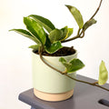 Eno Pot Soft Mint - 10cm - Sprouts of Bristol