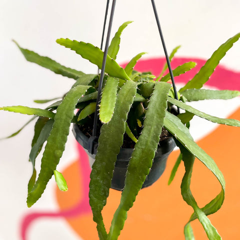 Epiphyllum ackermanii - Sprouts of Bristol