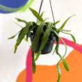Epiphyllum ackermanii - Sprouts of Bristol