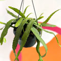 Epiphyllum ackermanii - Sprouts of Bristol