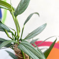 Epipremnum amplissimum 'Silver Stripe' - Sprouts of Bristol