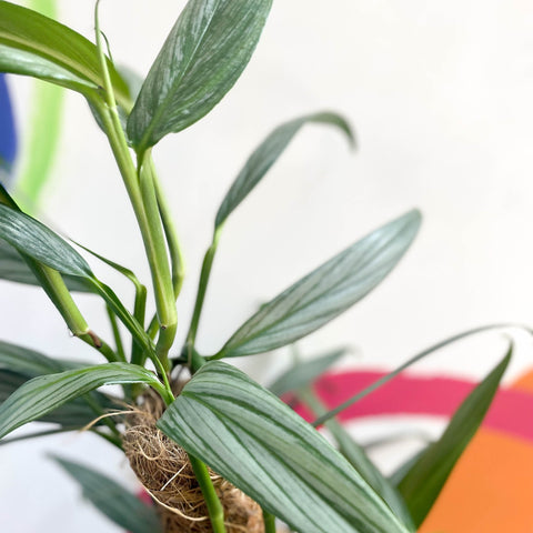 Epipremnum amplissimum 'Silver Stripe' - Sprouts of Bristol