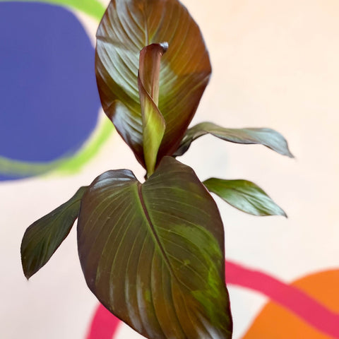 Ethiopian Banana Plant - Ensete ventricosum 'Maurelii' - Sprouts of Bristol