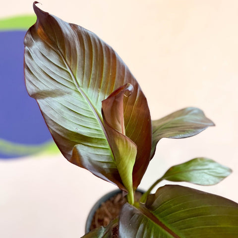Ethiopian Banana Plant - Ensete ventricosum 'Maurelii' - Sprouts of Bristol